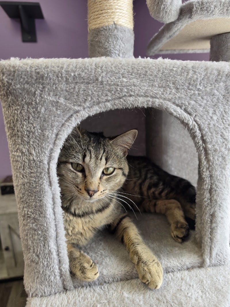 Cozy Cats Cafe photo 3