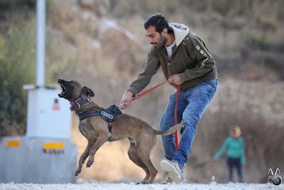 שגיא כרמלי - אילוף כלבים