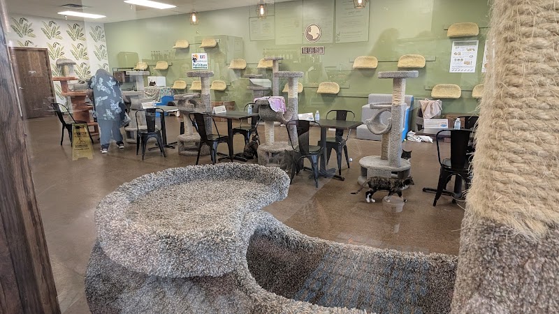 The Cafe Meow photo 4