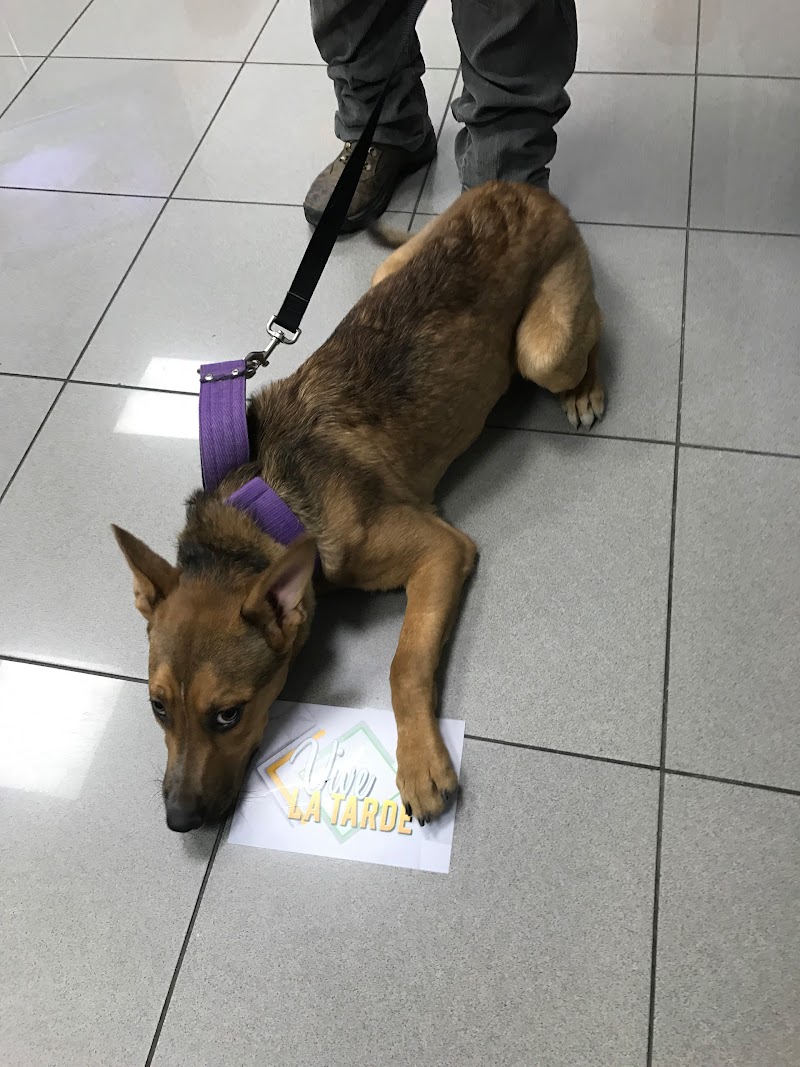 CLINIVEX CENTROS VETERINARIOS