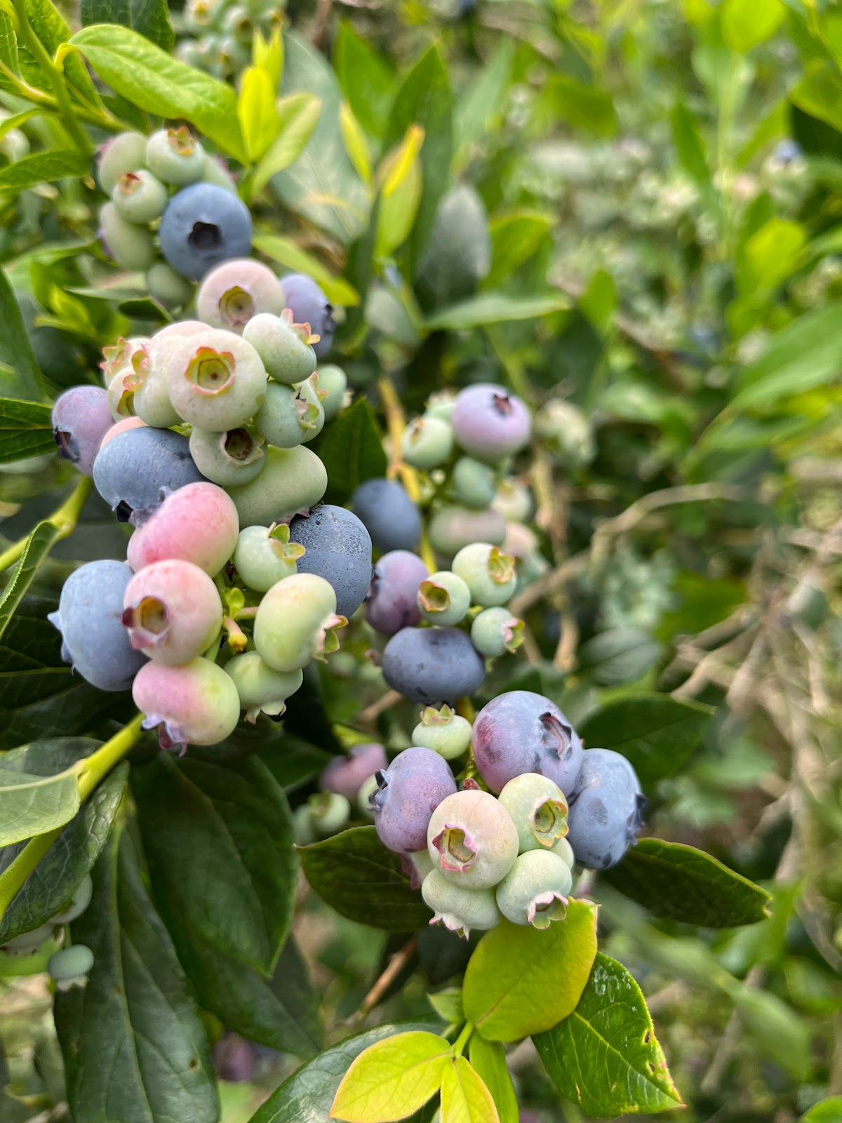 Jazz U-pick Blueberries 3