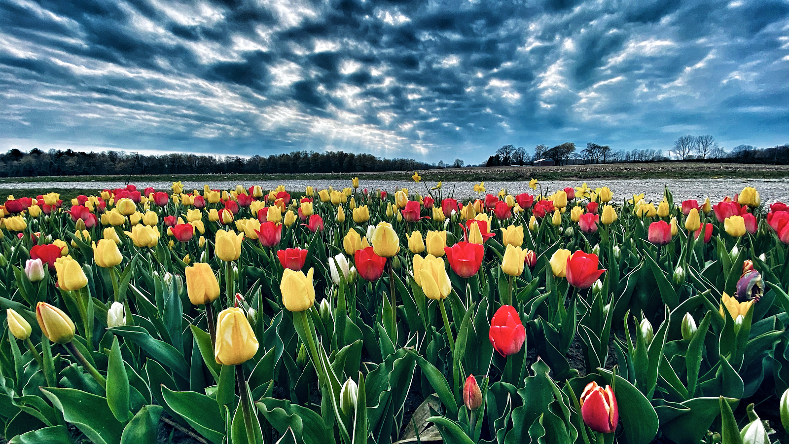 Jazz U-pick Blueberries 2