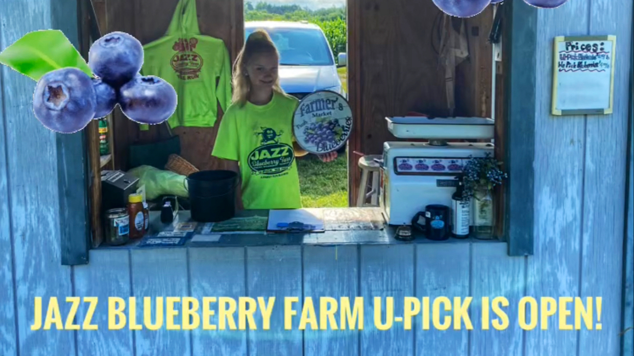 Jazz U-pick Blueberries main