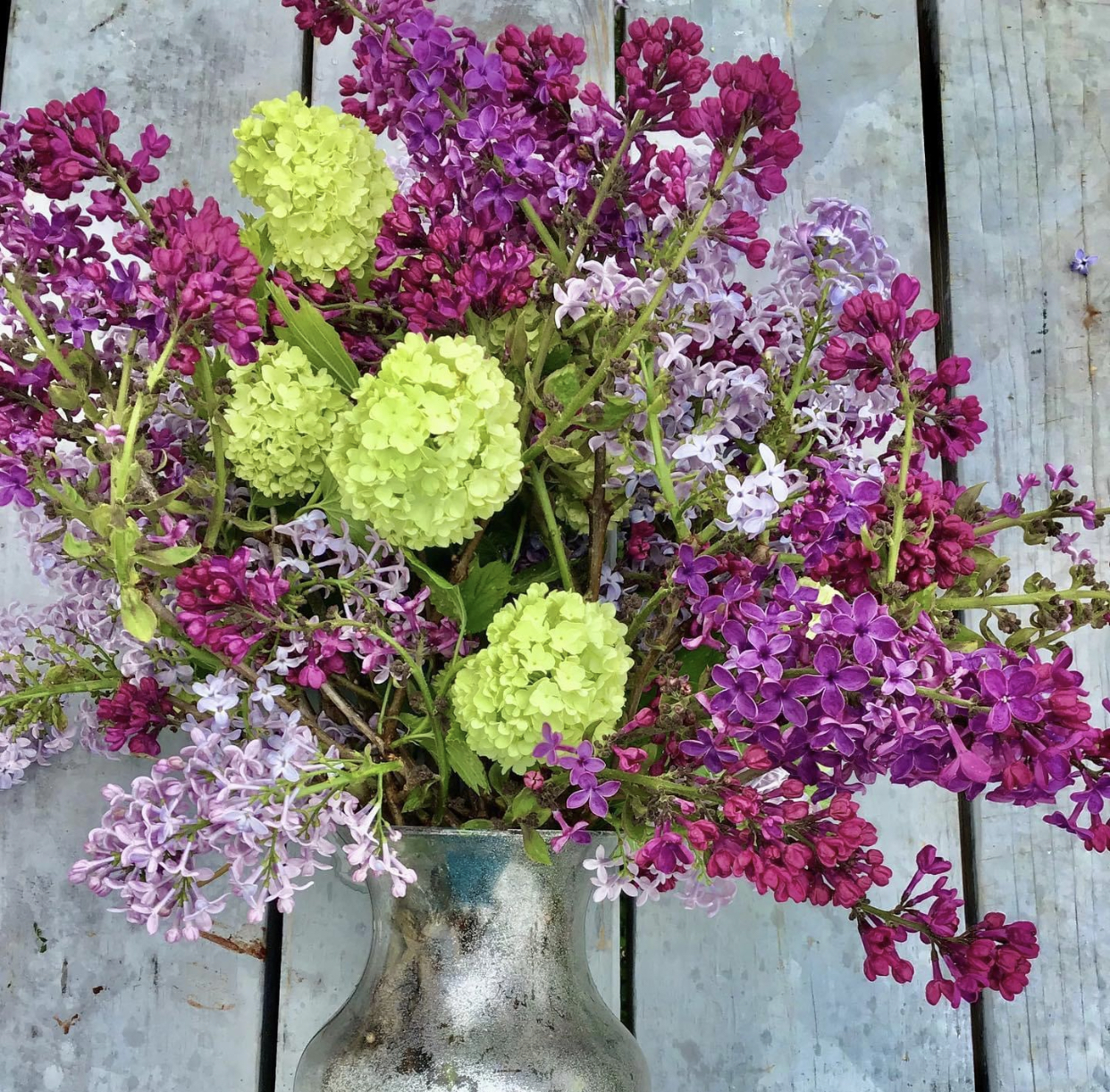 Jazz U-pick Blueberries 4