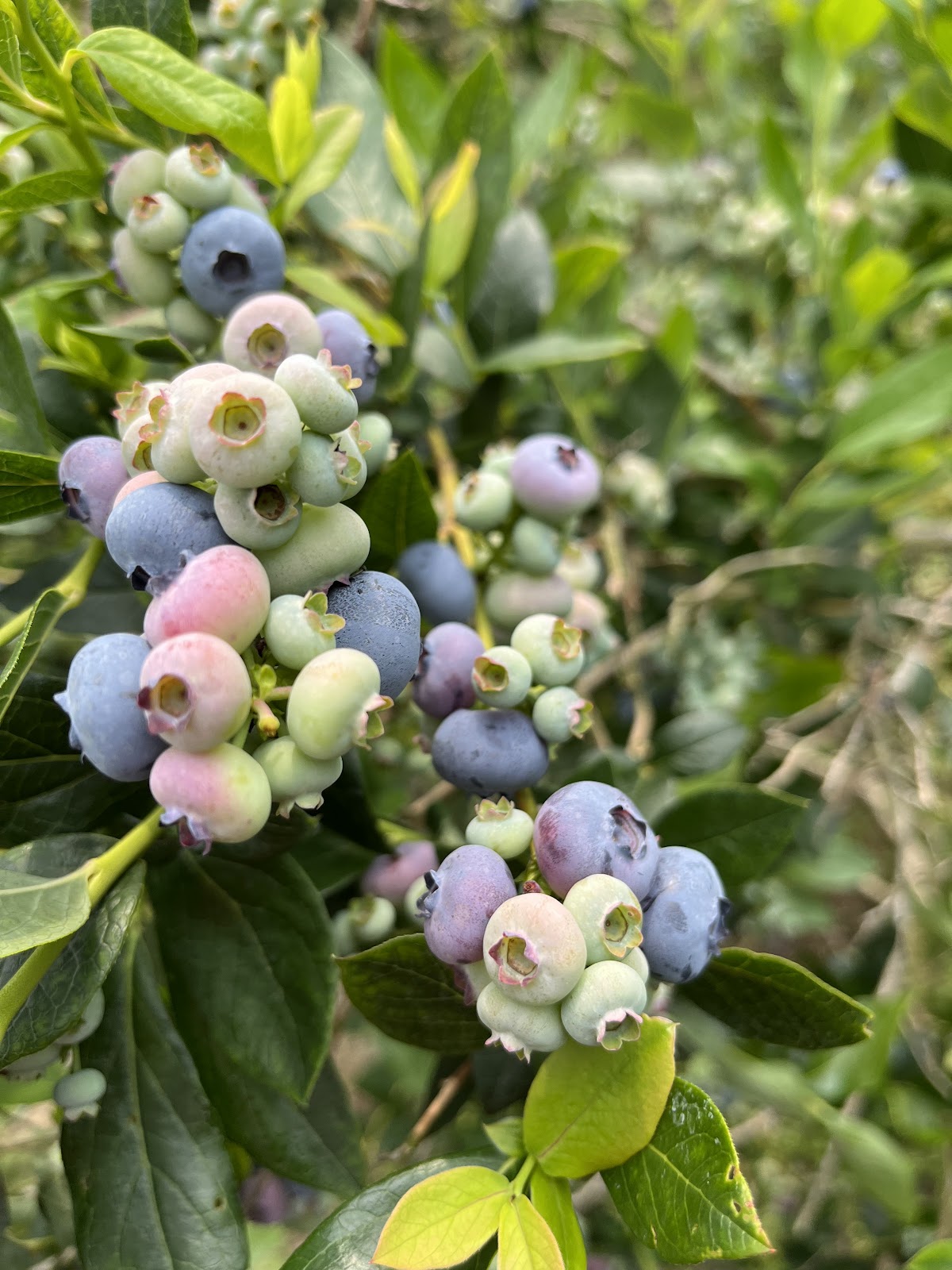 Jazz U-pick Blueberries 3