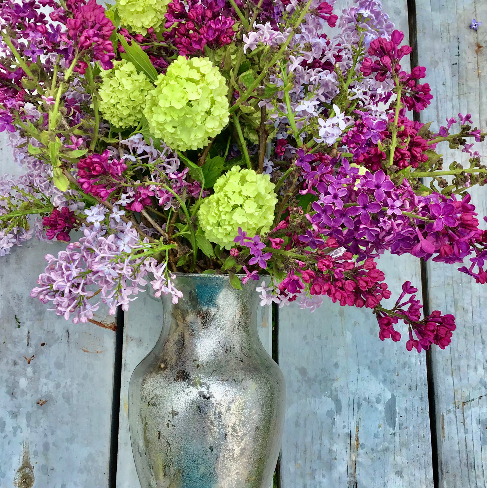 Jazz U-pick Blueberries 4