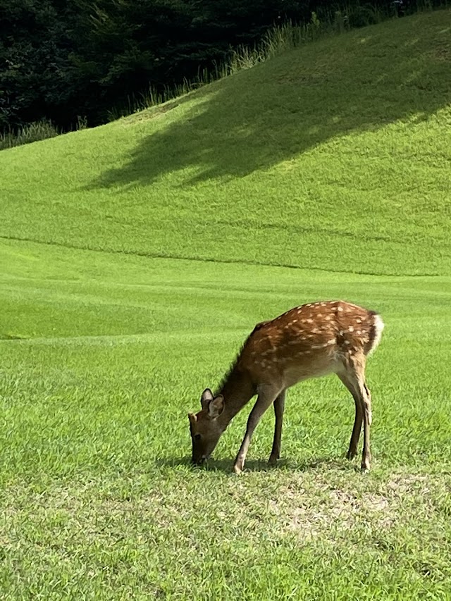 Kamiishizu Golf Club - Photo 3