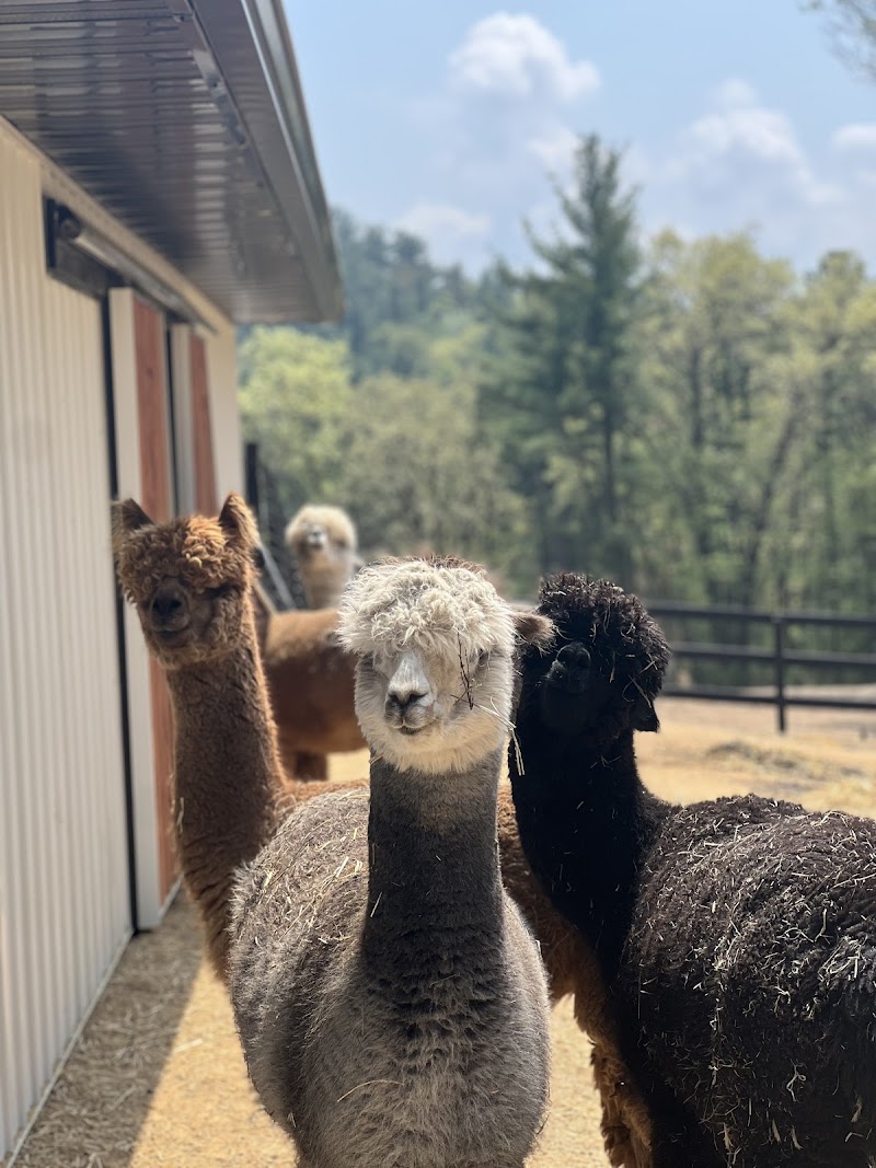 Casacampo Alpaca Ranch - Photo 6