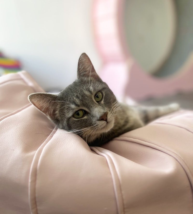 Happy Cat Cafe photo 3