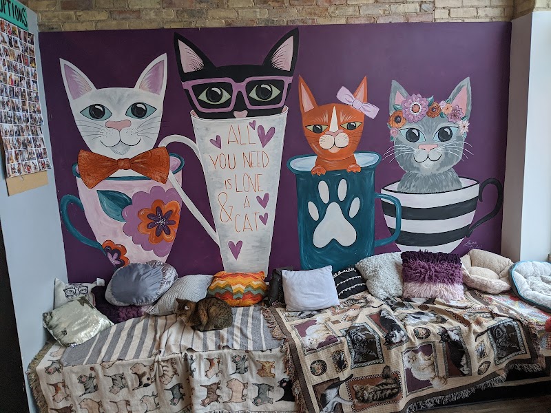 Happy Cat Cafe photo 4