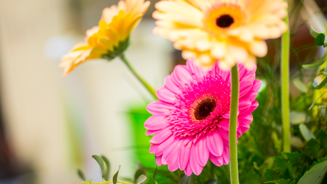 All Flowers With Expressions: Google Places image 2