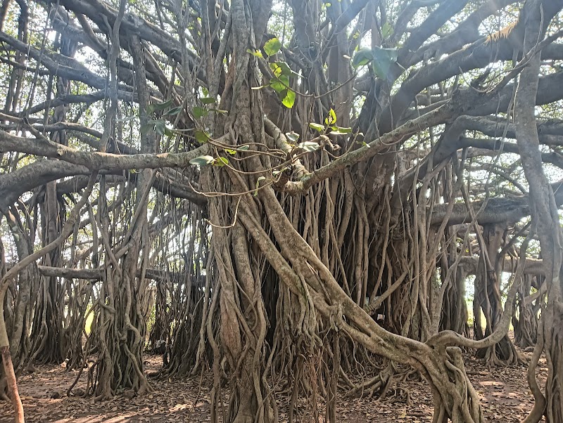 Арамбол Баньян Три