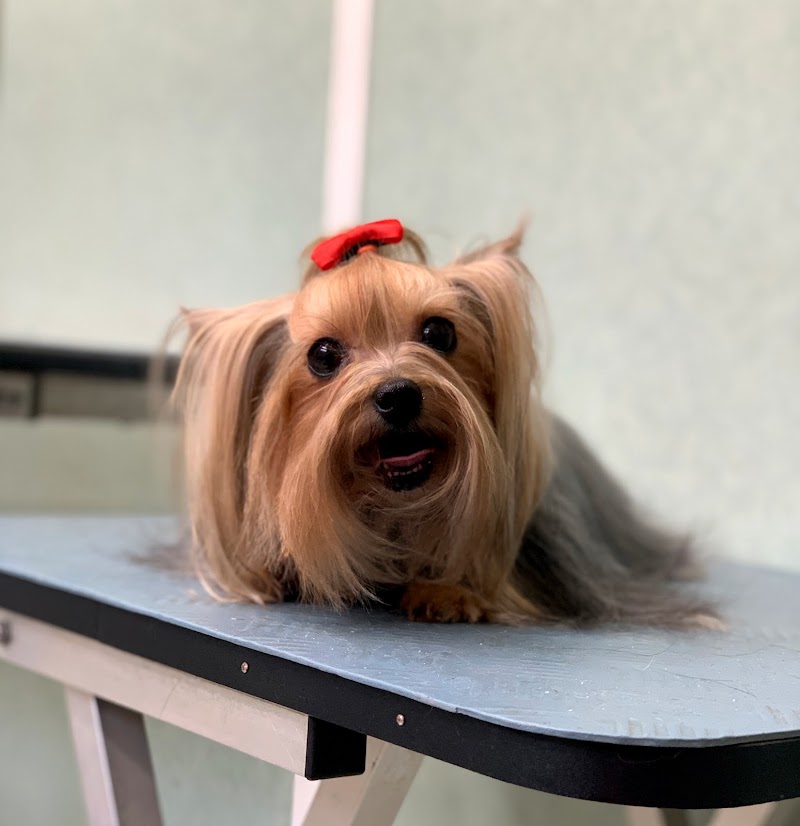 Clínica veterinària d'Osona