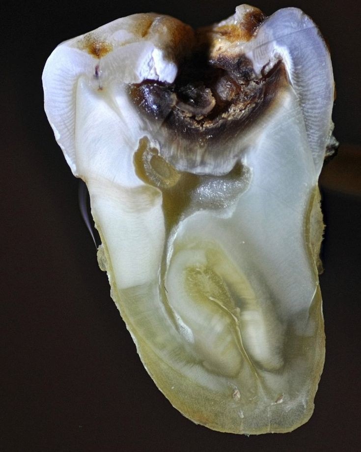 Dentista Sul da Ilha - foto 3