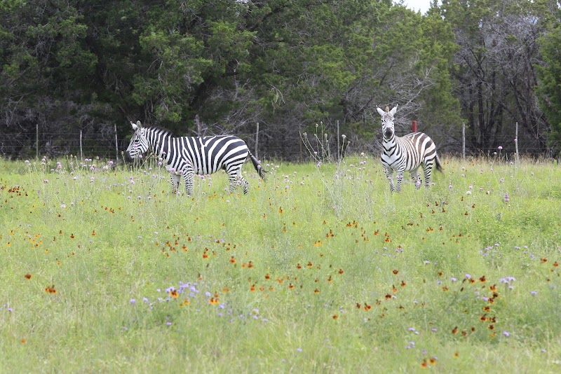 6S River Ranch - Photo 6