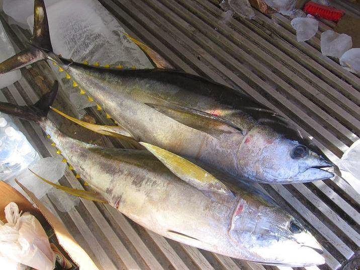 Saltgrass Outdoors Lodge - Fishing Charter - Hunting Trips - Photo 4