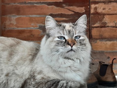 ד"ר קרן שמילוביץ וטרינרית