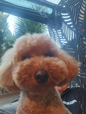 Indivia Studio photo 2