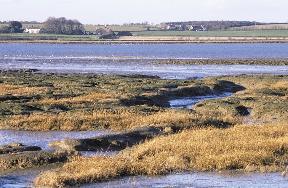 RSPB Stour Estuary
