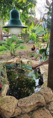 בית חולים לחיות שדמה