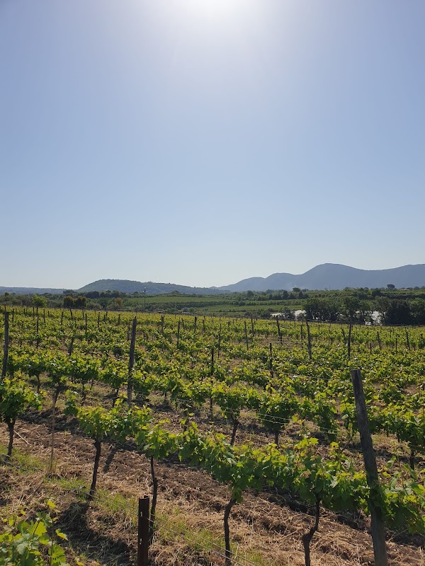 Azienda Vitivinicola Tenuta Maiurino, Produttori di vino Campano, Produttori di vino Primitivo, Aglianico, Greco e Fiano