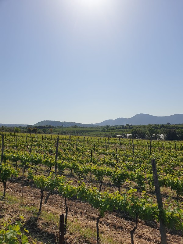 Azienda Vitivinicola Tenuta Maiurino, Produttori di vino Campano, Produttori di vino Primitivo, Aglianico, Greco e Fiano