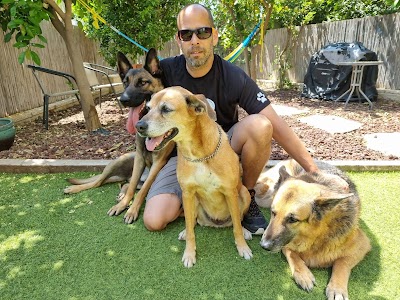 בית הספר הגדול בישראל לקורס אילוף כלבים - WOOF DOGS Israel | דוד מיימוני