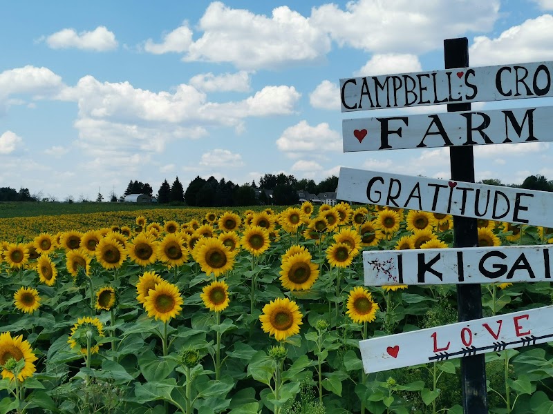 Campbell's Cross Farm photo 2