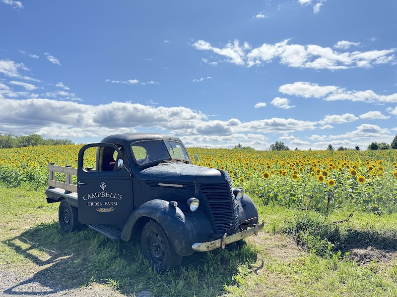 Campbell's Cross Farm photo 4
