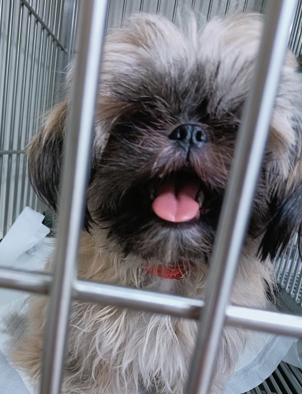 Beterinaryo sa Fort Animal Clinic