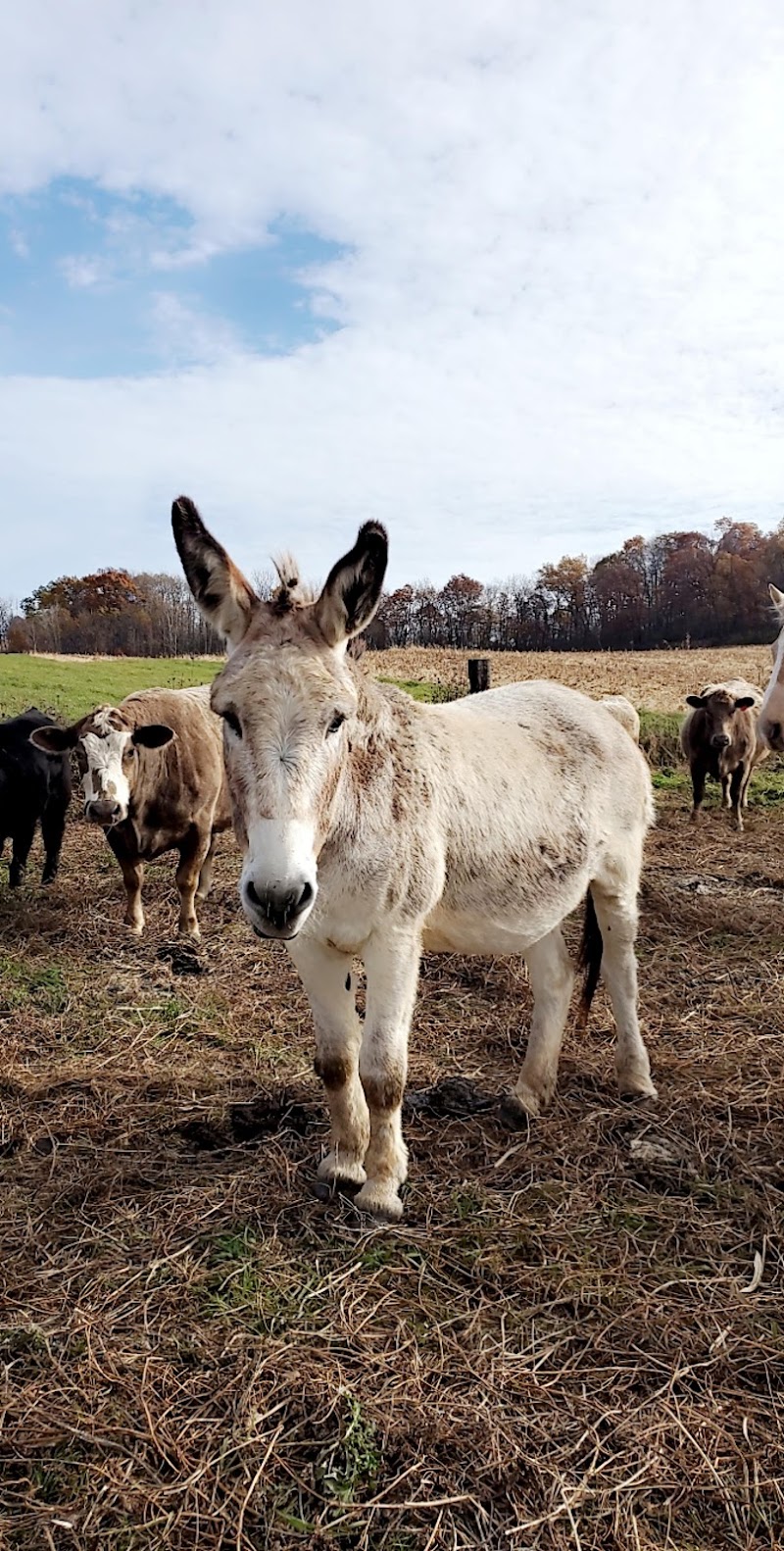 Cody's Ranch - Photo 5