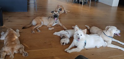 חופשי בכפר - פנסיון ביתי לכלבים