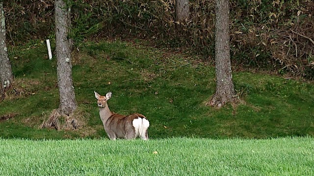 Hayakoshi Country Club - Photo 8