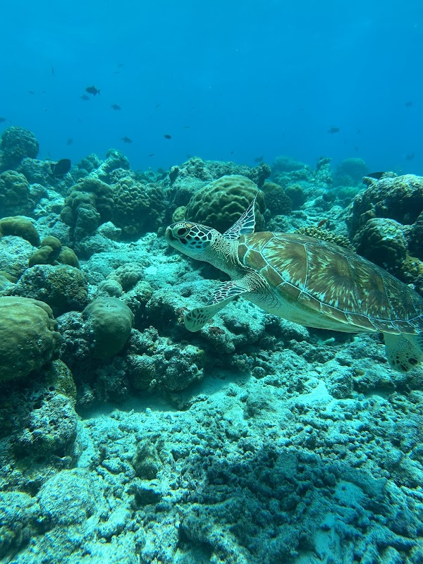 Foto por Aleta Amarilla