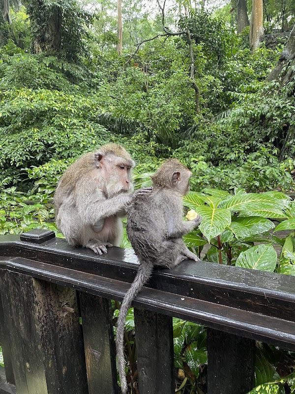 Foto por Aleta Amarilla