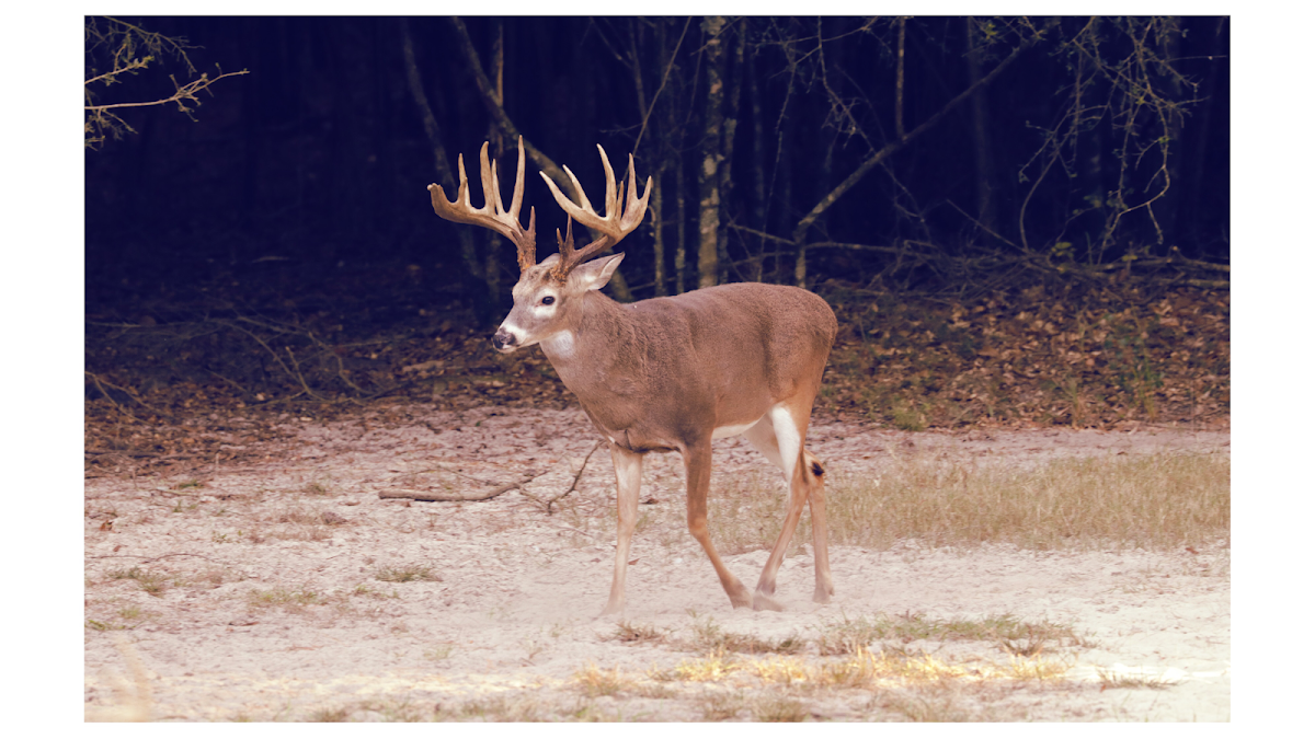 Magnolia Ranch Hunting Preserve