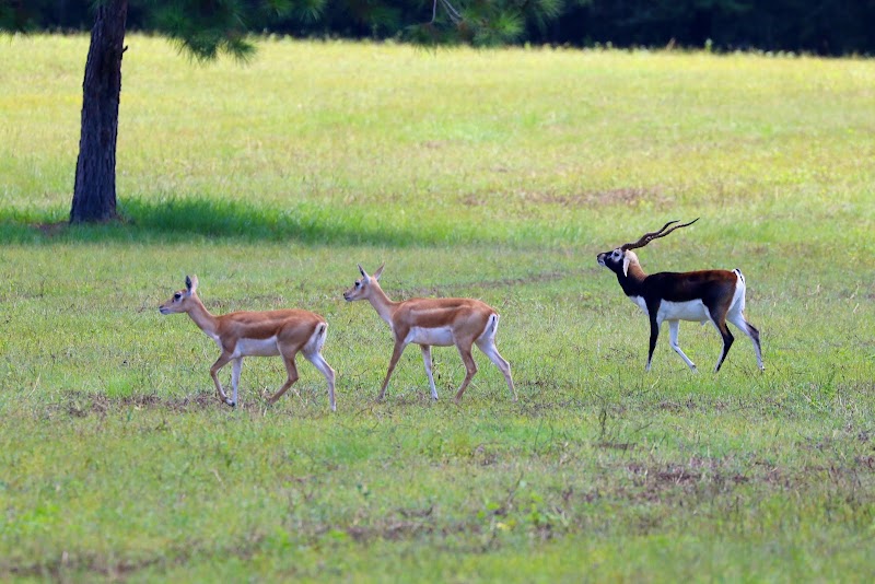 Magnolia Ranch Hunting Preserve - Photo 1