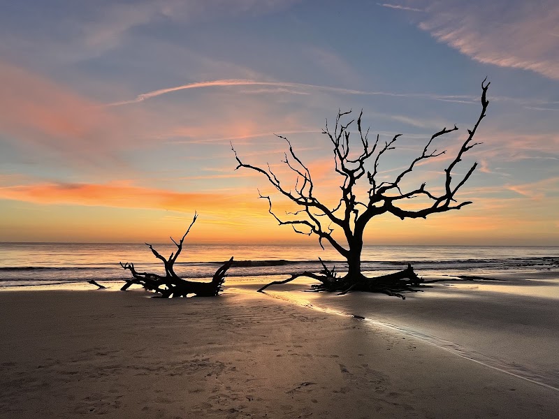 Driftwood Beach in Tybee Island