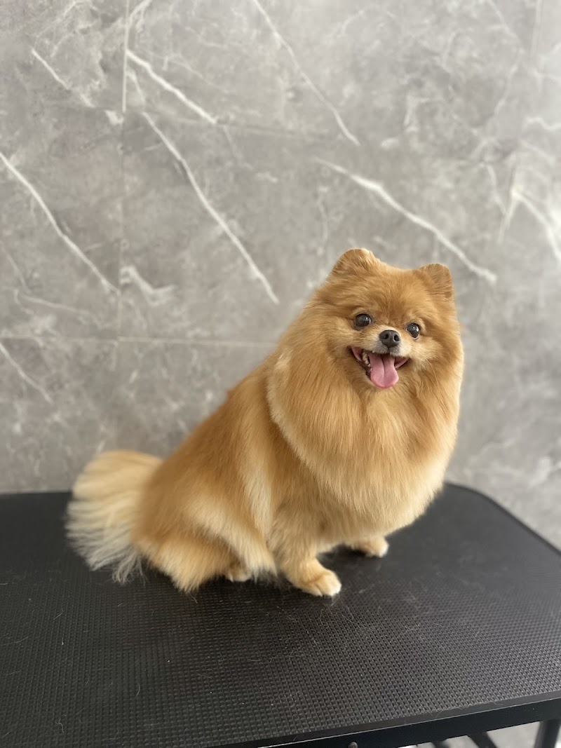 Pet House Grooming Prague