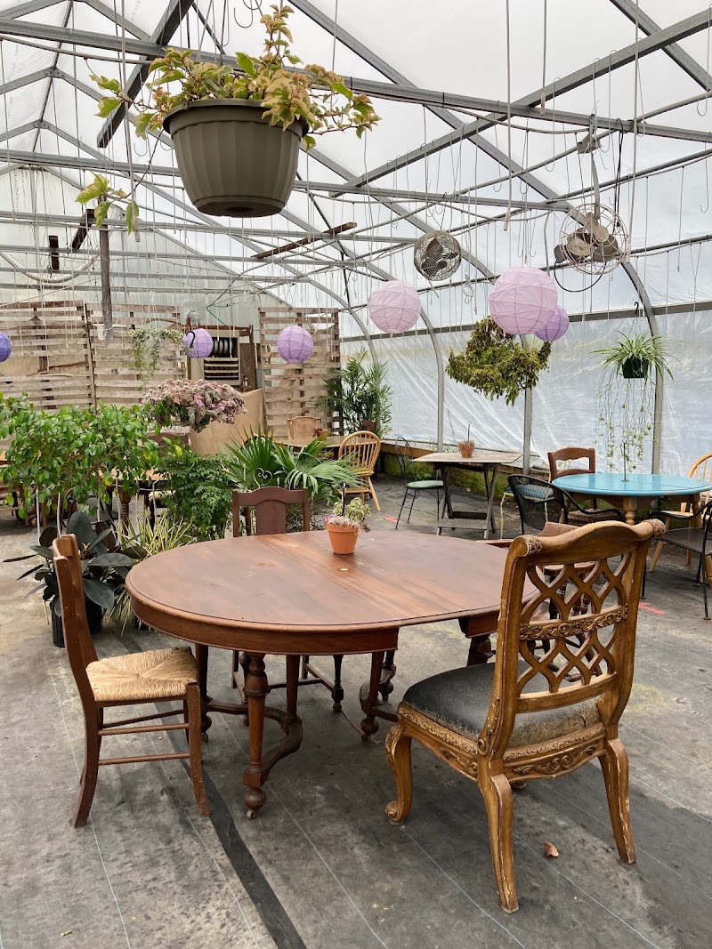 Crazy Daisies Flowers & Garden Cafe photo 4