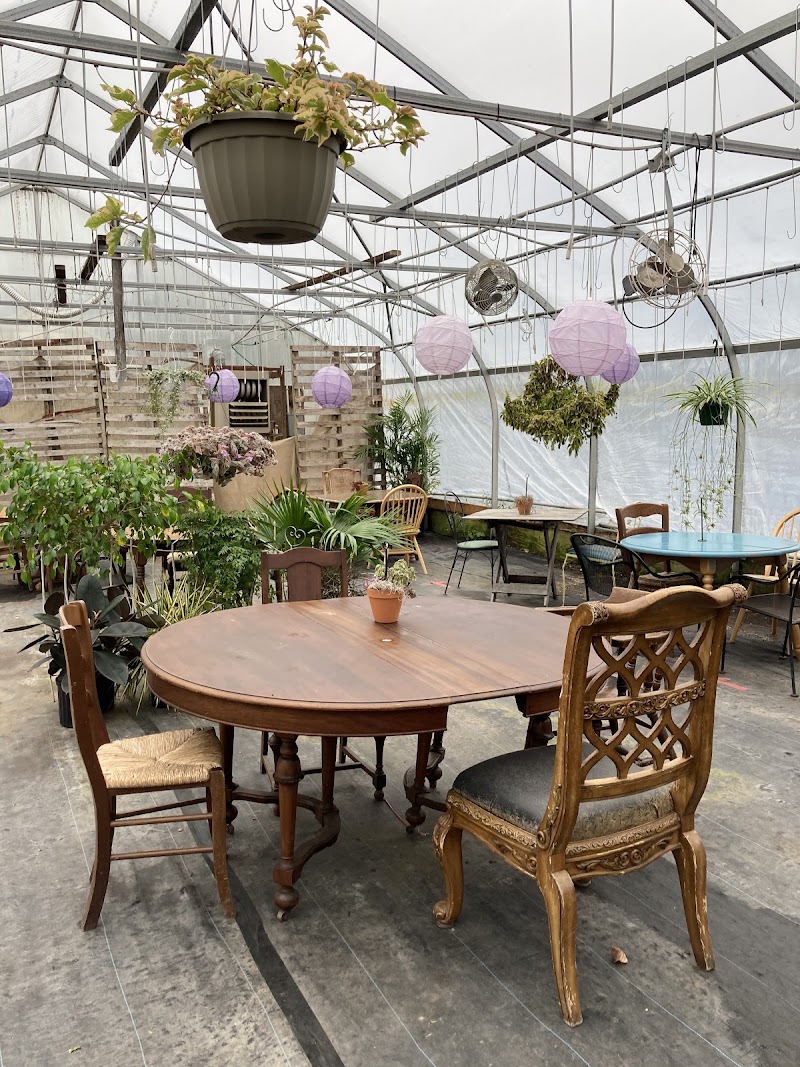 Crazy Daisies Flowers & Garden Cafe photo 4