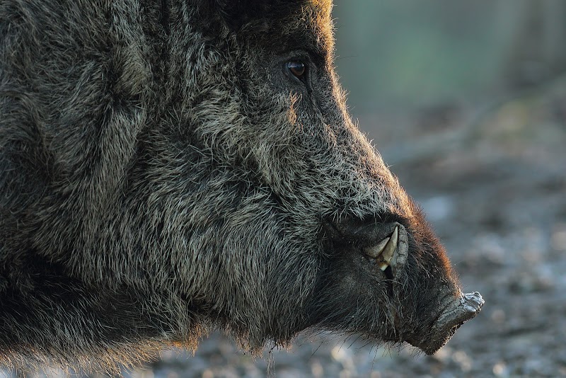 European Wild Boar Hunt - Photo 2