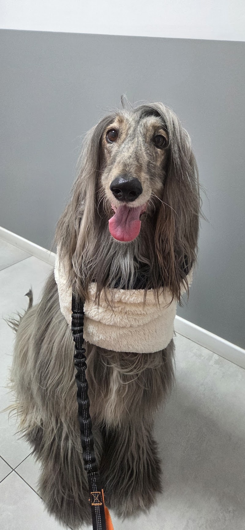 Clínica Veterinària Cadells