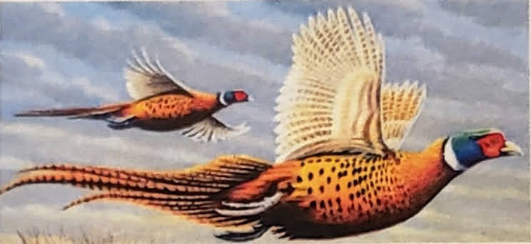 Baseline Game Birds