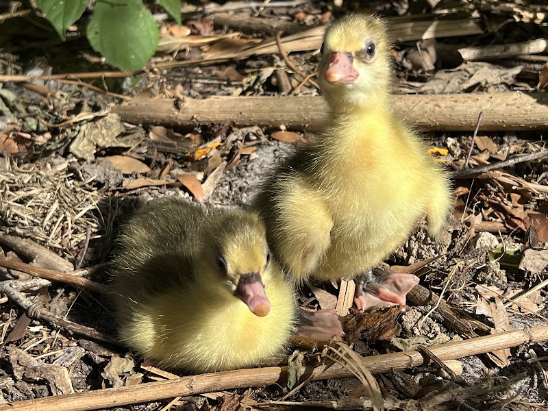Stellar Game Birds, Poultry, Waterfowl LLC - Photo 3