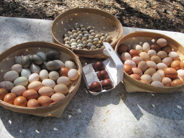 Stellar Game Birds, Poultry, Waterfowl LLC - Photo 4