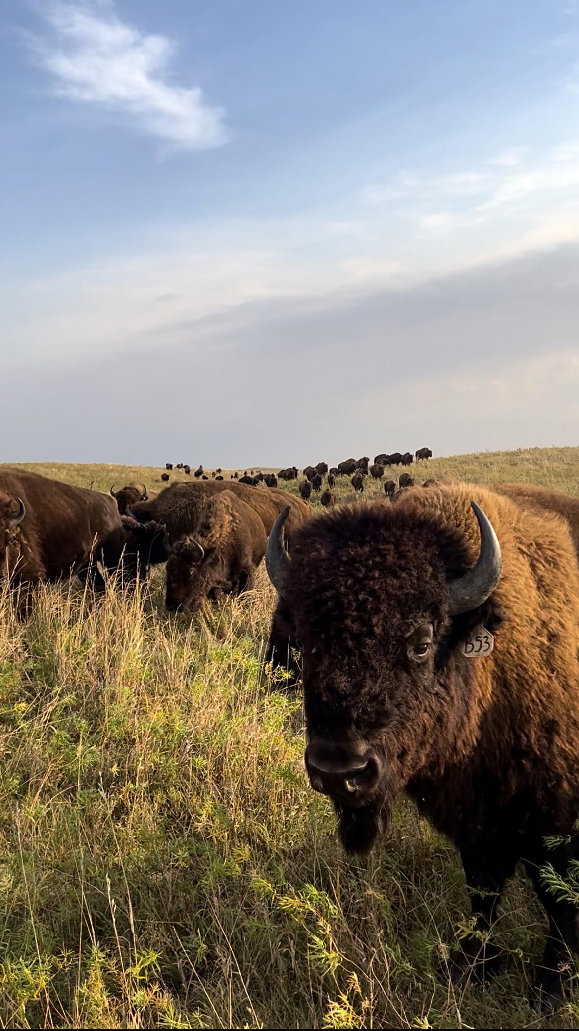 Prairie Sky Guest & Game Ranch