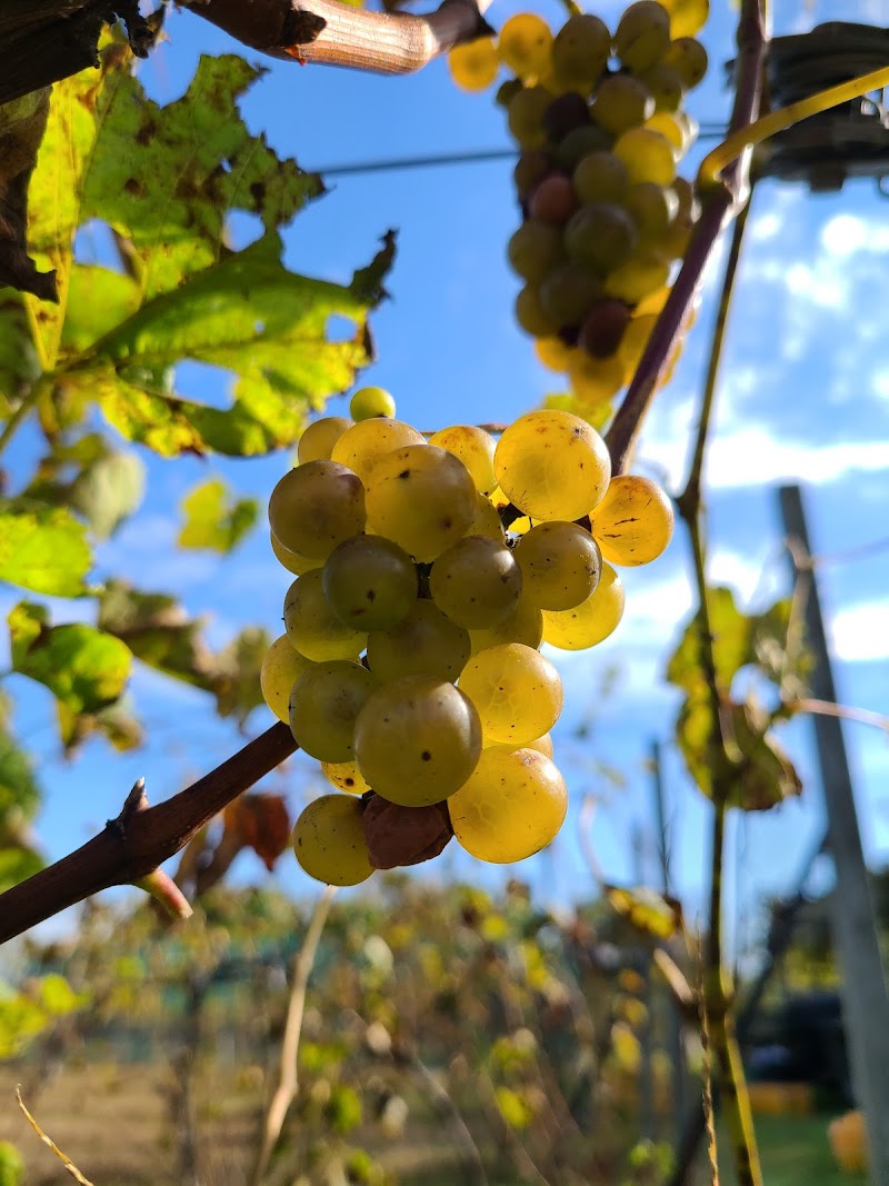 Sandhill Crane Vineyards photo 3