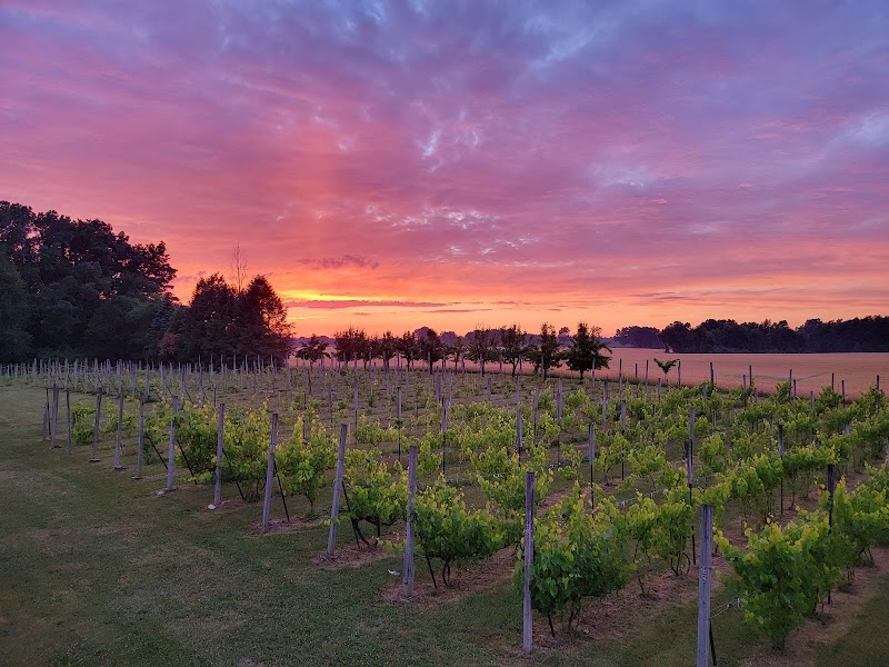 Sandhill Crane Vineyards photo 2