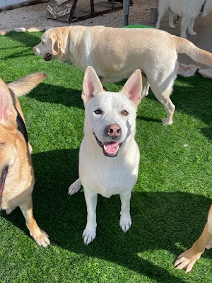 הפנסיון של תומר